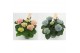 Hydrangea macr. magical revolution Mix 5-6 Bloem 