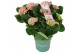 Hydrangea macr. magical revolution Roze 7-8 Bloem 