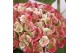 Hydrangea macr. magical revolution Roze 7-8 Bloem 