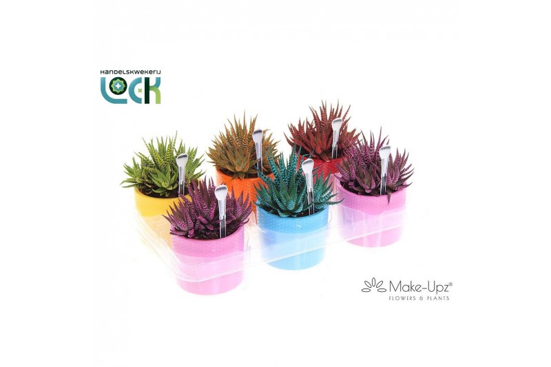 Haworthia spider white Haworthia Spider White Make Upz in keramiek 