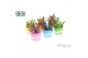 Kalanchoe tomentosa Kalanchoe Tomentosa Make Upz in keramiek pp 