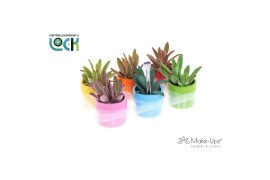 Kalanchoe tomentosa Kalanchoe Tomentosa Make Upz in keramiek pp