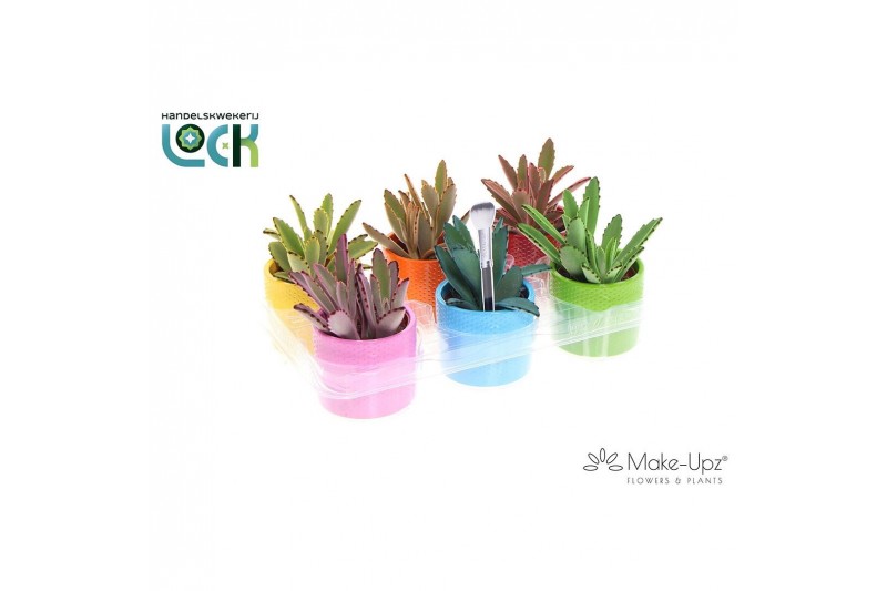 Kalanchoe tomentosa Kalanchoe Tomentosa Make Upz in keramiek pp 