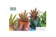 Kalanchoe tomentosa Kalanchoe Tomentosa Make Upz in keramiek pp 
