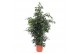 Ficus benjamina danielle Ficus Danielle 4 pp 