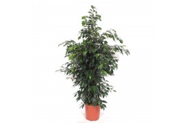 Ficus benjamina danielle Ficus Danielle 4 pp