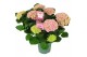 Hydrangea macr. magical evolution Roze 5-6 Bloem 