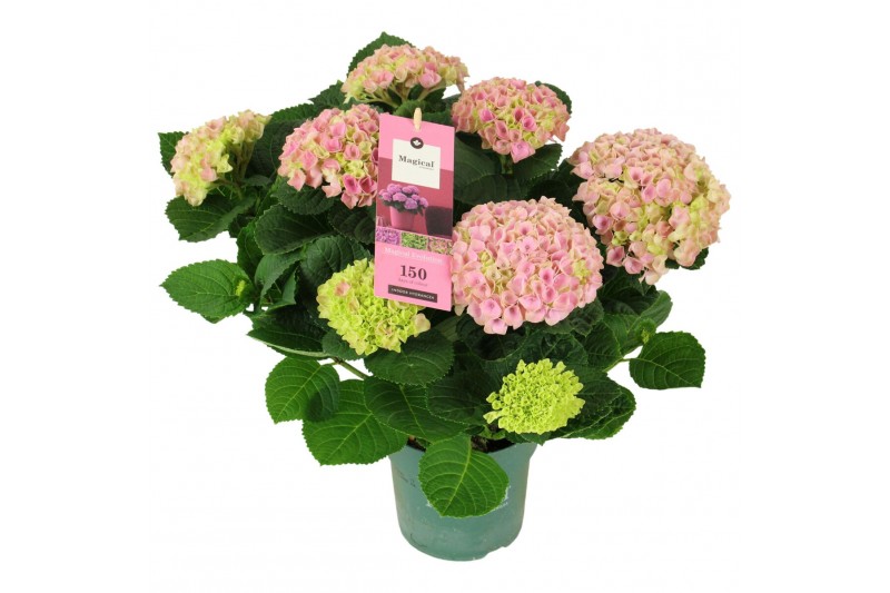 Hydrangea macr. magical evolution Roze 5-6 Bloem 