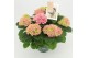 Hydrangea macr. magical evolution Roze 5-6 Bloem 