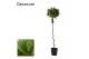 Laurus nobilis Spiraal stam 35 cm diameter 