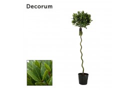 Laurus nobilis Spiraal stam 35 cm diameter