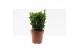 Euonymus japonicus green spire 