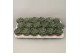 Echeveria zonder bloem Echeveria Blue Prince 