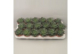 Echeveria zonder bloem Echeveria Blue Prince