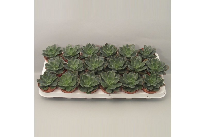 Echeveria zonder bloem Echeveria Blue Prince 