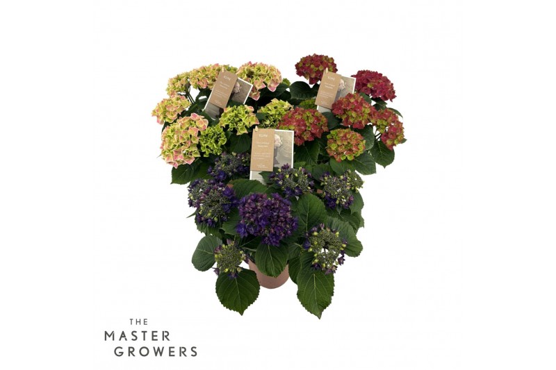 Hydrangea macr. mix Special Mix 5-6 Bloem 