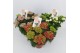 Hydrangea macr. mix Special Mix 5-6 Bloem 