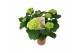 Hydrangea Hi Ice Wit 5-6 Bloem 