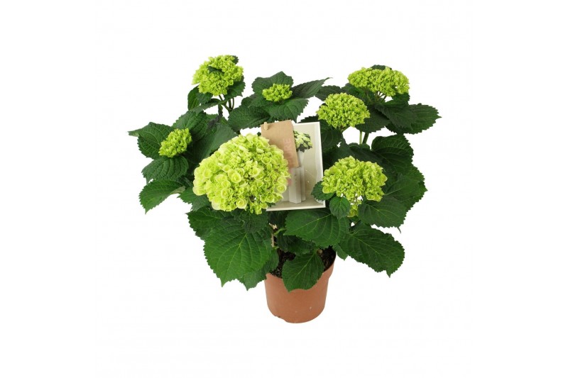 Hydrangea Hi Ice Wit 5-6 Bloem 