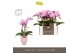 Phalaenopsis multiflora roze Optifriend Lieke 3 spike in Emilia Pink A 