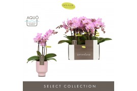 Phalaenopsis multiflora roze Optifriend Lieke 3 spike in Emilia Pink A