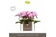 Phalaenopsis multiflora roze Optifriend Lieke 3 spike in Emilia Pink A 