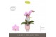 Phalaenopsis multiflora roze Optifriend Lieke 3 spike in Emilia Pink A 