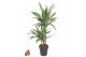 Dracaena fragr. der. warneckei 45-15 