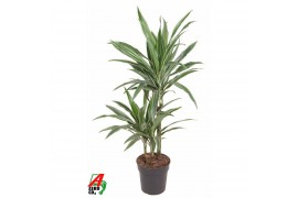 Dracaena fragr. der. warneckei 45-15