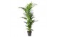 Howea forsteriana 8pp 