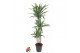 Dracaena fragr. der. warneckei 90-60-30 