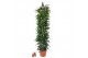 Ficus binnendijkii alii king stam 