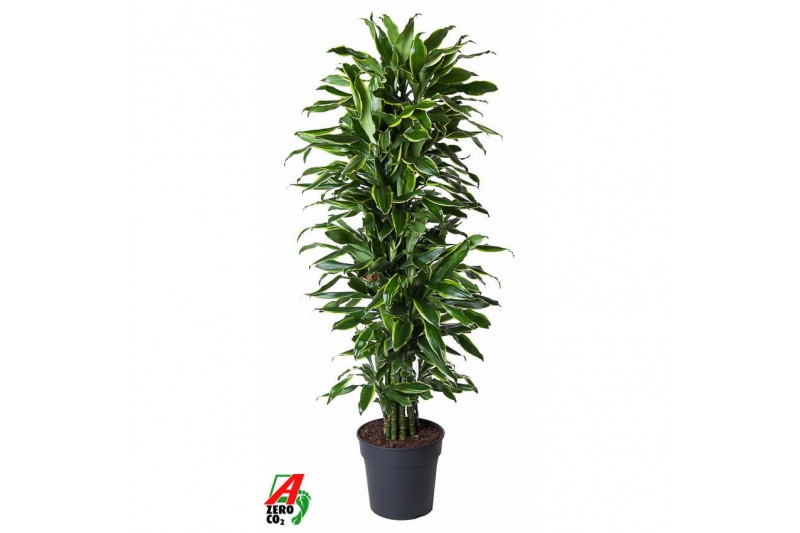 Dracaena fragr. golden coast vertakt 