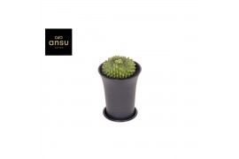 Cactus Gymno Spineless Island XL
