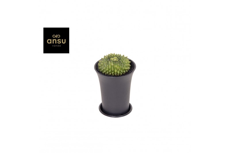 Cactus Gymno Spineless Island XL 