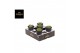 Cactus Gymno Spineless Island XL 