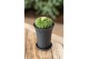 Cactus Gymno Spineless Island XL 