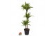 Dracaena fragr. der. lemon lime 90-60-30 