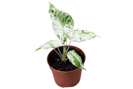 Alocasia macrorrhiza splash