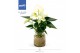 Anthurium andr. karma white Agua di Karma | Melkbus 