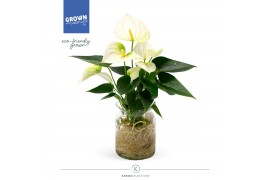 Anthurium andr. karma white Agua di Karma | Melkbus