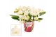 Phalaenopsis Anthura  Nazare Table Whitney - 4+ tak, 20+ bloem - Scenz 