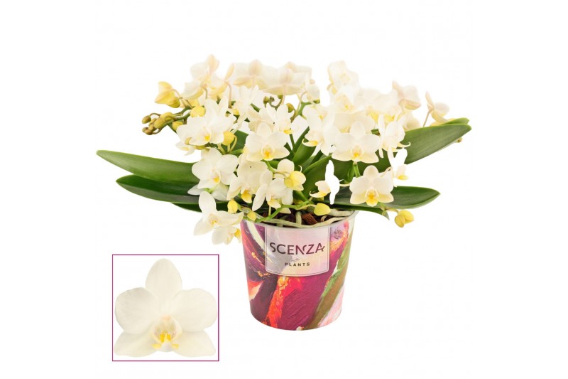 Phalaenopsis Anthura Nazare Table Whitney - 4+ tak, 20+ bloem - Scenz Phalaenopsis Anthura Nazare Table Whitney - 4+ tak, 20+ bloem - Scenz
