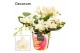 Phalaenopsis Anthura  Nazare Table Whitney - 4+ tak, 20+ bloem - Decor 