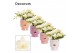 Phalaenopsis Anthura  Nazare Table Whitney - 4+ tak, 20+ bloem - Dua L 