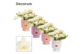 Phalaenopsis Anthura  Nazare Table Whitney - 4+ tak, 20+ bloem - Dua L
