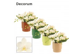 Phalaenopsis Anthura  Nazare Table Whitney - 4+ tak, 20+ bloem - Naemi