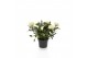 Rosa kordana grande pearl wit 