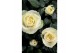 Rosa kordana grande pearl wit 