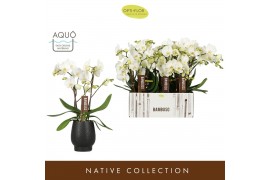 Phalaenopsis wit Bambuso - Inyo - 2 tak - Abruzzo Black Aquo